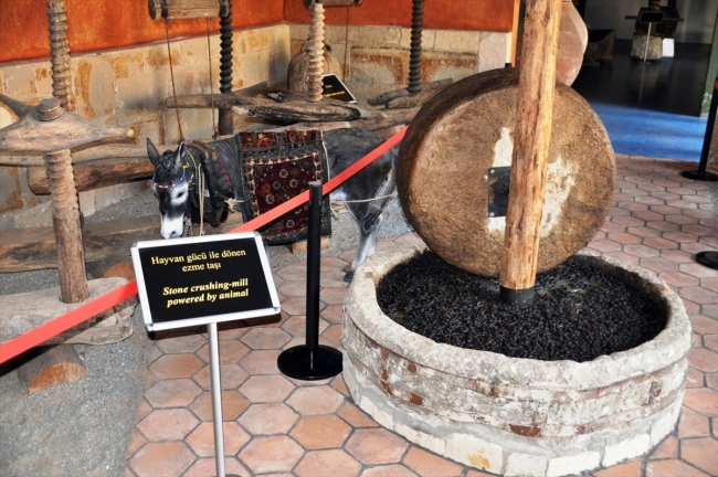 Emekli öğretmen çiftin zeytin merakı müzeye dönüştü